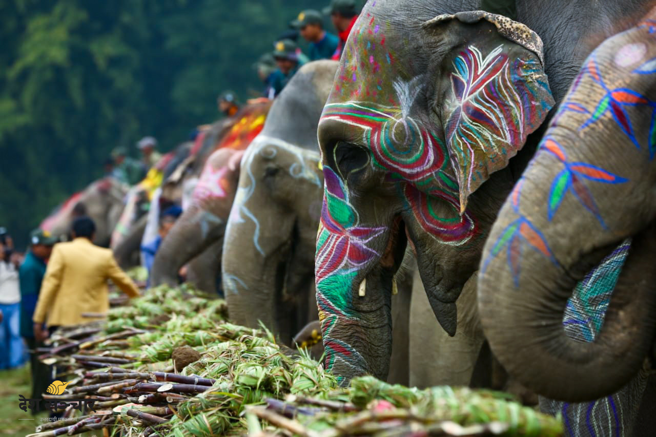 Elephant Beauty Contest - 2082
